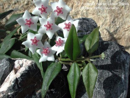 Hoya lanceolata ssp bella 2 – Asclepidarium