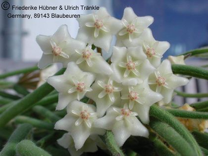 Hoya linearis 2 – Asclepidarium