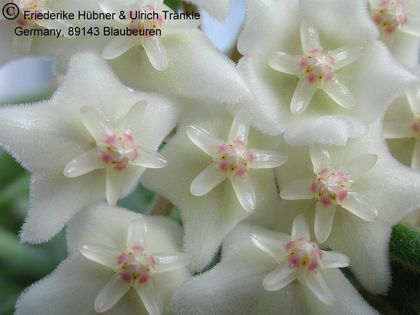 Hoya linearis 4 – Asclepidarium