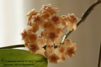Hoya neo-caledonica 001 – Asclepidarium