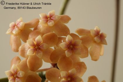 Hoya neo-caledonica 002 – Asclepidarium