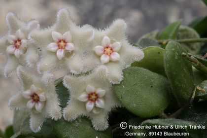 Hoya serpens 002 – Asclepidarium