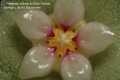 Hoya serpens (FH05,136) 007 – Asclepidarium
