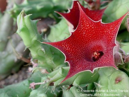 Huernia arabica fraglich 1 – Asclepidarium