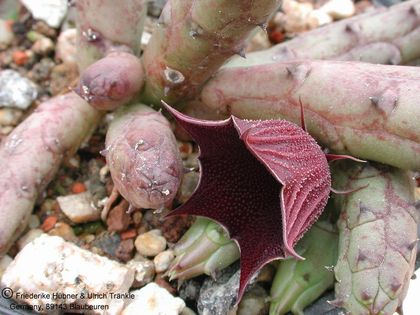 Huernia aspera Blüte seitlich Tanz Iringa – Asclepidarium