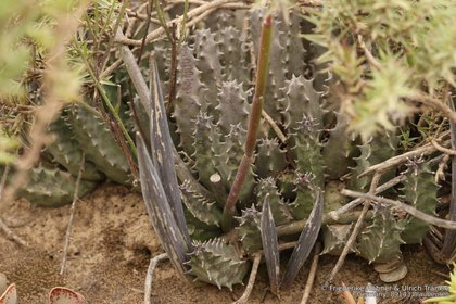 Huernia barbata 09969 – Asclepidarium