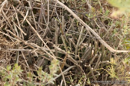 Huernia barbata 09976 – Asclepidarium