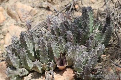 Huernia barbata 10119 – Asclepidarium