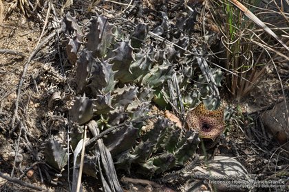Huernia barbata 10125 – Asclepidarium