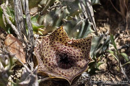 Huernia barbata 10128 – Asclepidarium