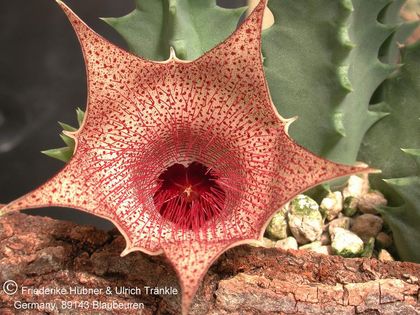 Huernia barbata DMC11539 (Halfway to Huntsdrift from Trefu) (sec. clone) 1 – Asclepidarium