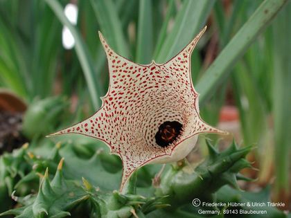 Huernia boleana Blüte 1 – Asclepidarium