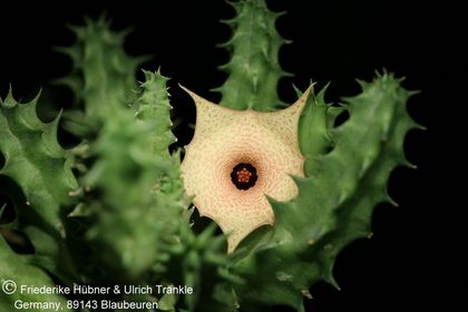 Huernia boleana x thudichumii (FH07,237) 001 – Asclepidarium