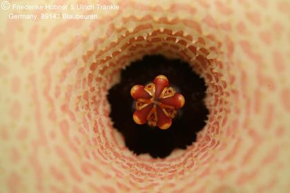 Huernia boleana x thudichumii (FH07,237) 002 – Asclepidarium