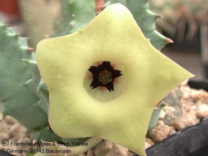 Huernia brevirostris ssp. intermedia (beetween Blaukranzt and Helpmekaar) 1 – Asclepidarium