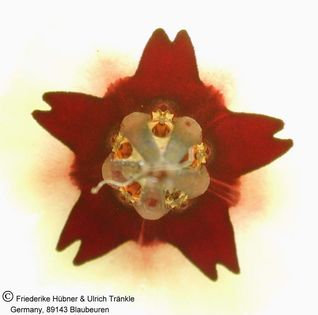 Huernia brevirostris ssp. intermedia (beetween Blaukranzt and Helpmekaar) 3 – Asclepidarium