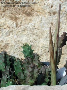 Huernia campanulata Frucht – Asclepidarium