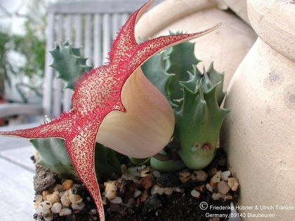 Huernia clavigera Blüte seitlich – Asclepidarium