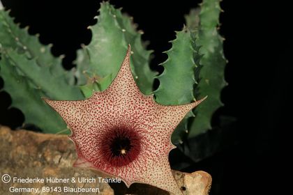Huernia clavigera (FH05,153) 001 – Asclepidarium
