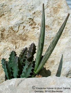 Huernia clavigera Frucht – Asclepidarium