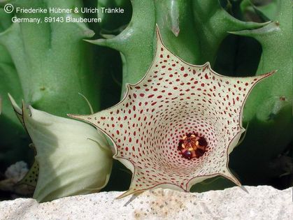 Huernia concinna 2 – Asclepidarium