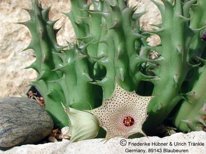 Huernia concinna Habitus – Asclepidarium