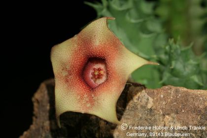 Huernia consinna x laevis f. Harras (FH06,136) 003 – Asclepidarium