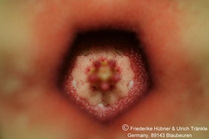 Huernia consinna x laevis f. Harras (FH06,136) 005 – Asclepidarium