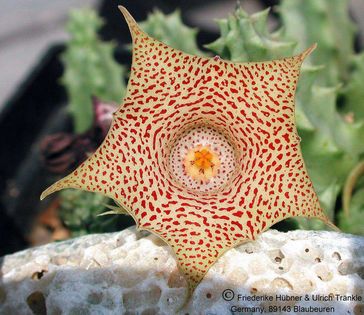 Huernia echidnopsioides 3 – Asclepidarium
