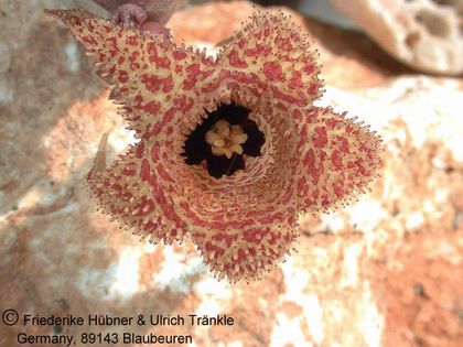 Huernia erinacea 1 – Asclepidarium