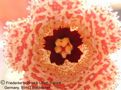 Huernia erinacea 4 – Asclepidarium