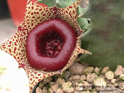 Huernia guttata var. calitzdorpensis JIL126 (Kruisrivier, ENE of Calitzdorp) 1 – Asclepidarium