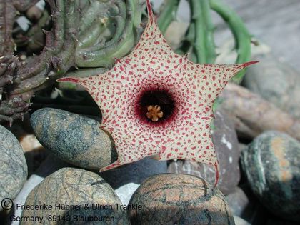 Huernia hislopii Ethiopien kleine Blüten 1 – Asclepidarium