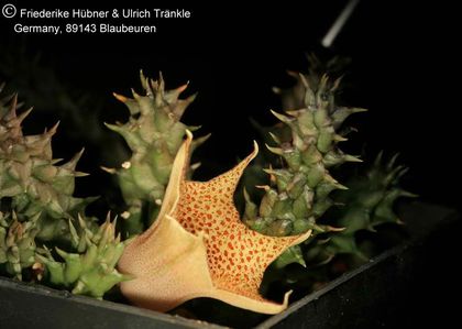 Huernia hislopii ssp cashelensis (FH06,035) 001 – Asclepidarium