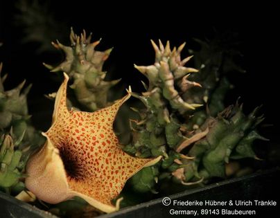 Huernia hislopii ssp cashelensis (FH06,035) 002 – Asclepidarium