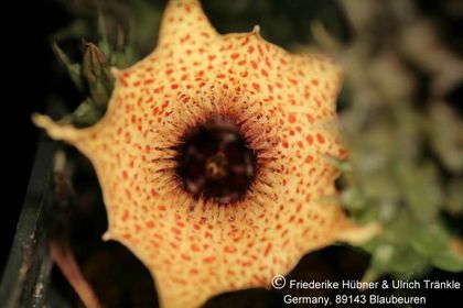 Huernia hislopii ssp cashelensis (FH06,035) 004 – Asclepidarium