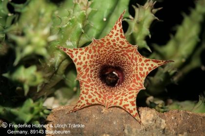 Huernia hislopii ssp cashelensis (FH07,152) 006 – Asclepidarium