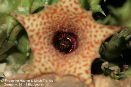 Huernia hislopii ssp cashelensis (FH07,152) 007 – Asclepidarium
