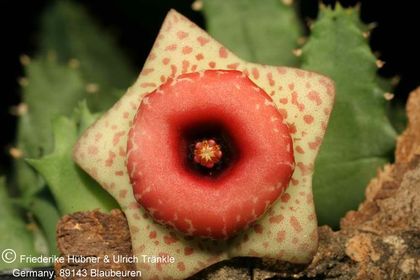Huernia humilis (PVB 5971; RSA, SW Fraserburg) (FH05,050) 001 – Asclepidarium