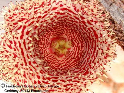 Huernia hystrix (FH04,016) 3 – Asclepidarium