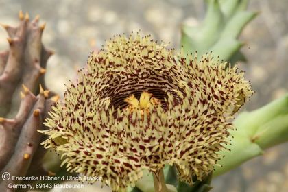 Huernia hystrix (FH2004,016) 001 – Asclepidarium