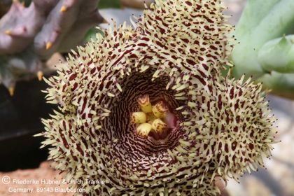 Huernia hystrix (FH2004,016) 003 – Asclepidarium