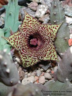 Huernia hystrix var parvula – Asclepidarium