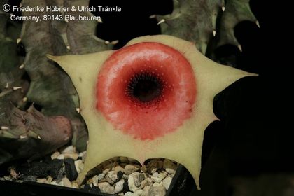 Huernia insigniflora x cf barbata) (FH06,236) 001 – Asclepidarium