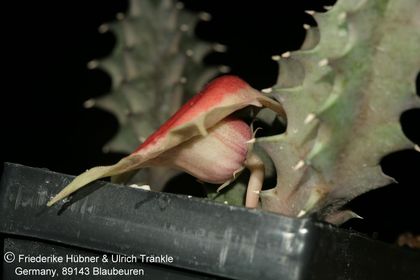 Huernia insigniflora x cf barbata) (FH06,236) 003 – Asclepidarium