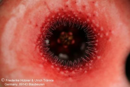 Huernia insigniflora x cf barbata) (FH06,236) 005 – Asclepidarium