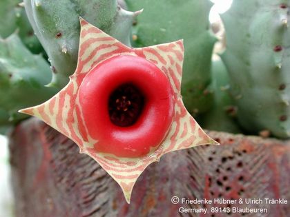Huernia insigniflorae 2 – Asclepidarium