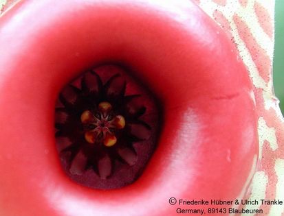 Huernia insigniflorae 3 – Asclepidarium
