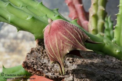 Huernia keniensis var nairobiensis 001 – Asclepidarium