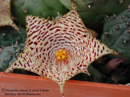 Huernia kennedyana Blüte Klon b – Asclepidarium